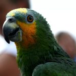 Венесуэльский амазон - игривый вид