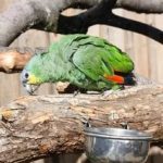 Венесуэльский амазон - особенности вида
