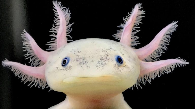 Содержание аксолотля в домашних условиях