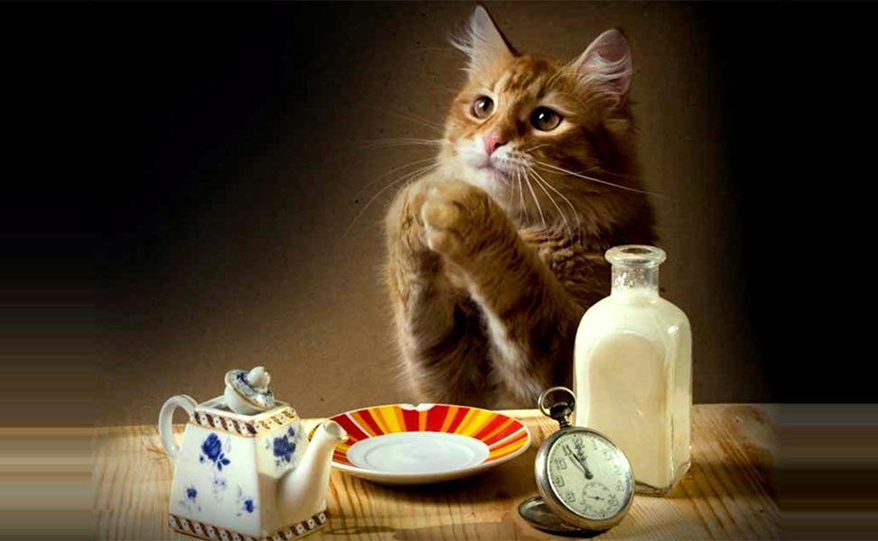 Можно ли котятам и взрослым кошкам молоко