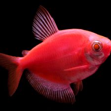 Рыбки GloFish