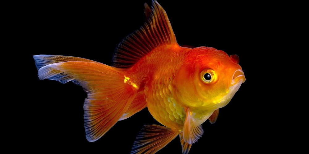 Домашний аквариум: золотая рыбка