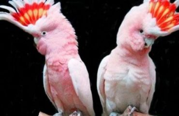 факты о попугаях