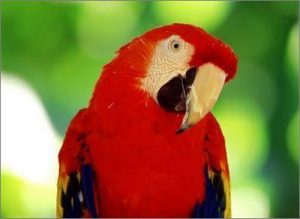 Крупные попугаи породы фото