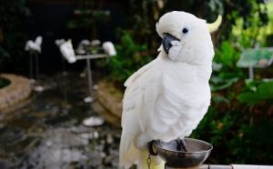 белый большой попугай фото