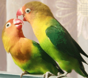 средние виды попугаев