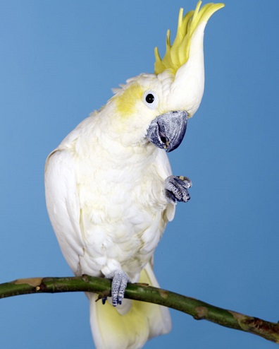 Вид попугаев Какаду