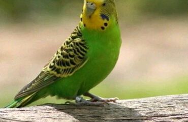 болезни волнистых попугаев симптомы и их лечение