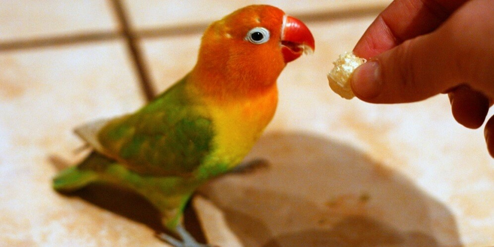 What a wavy parrot eats at home and in the natural environment