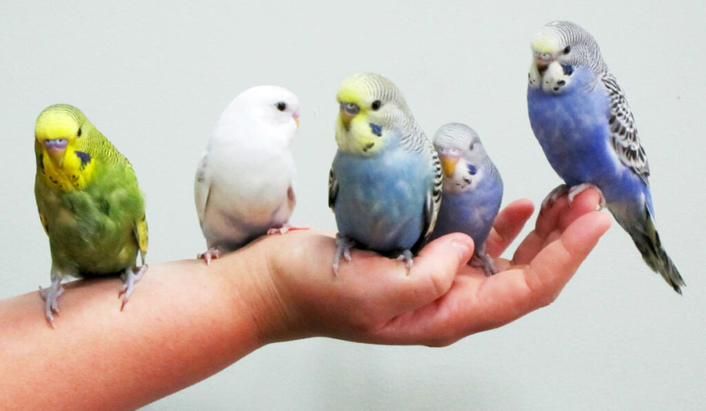 Волнистые попугаи сидят на руке фото