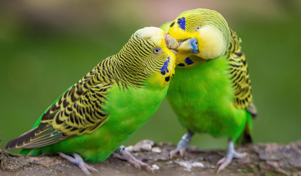Пара волнистых попугаев фото