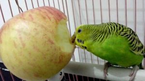 попугаи что любят кушать