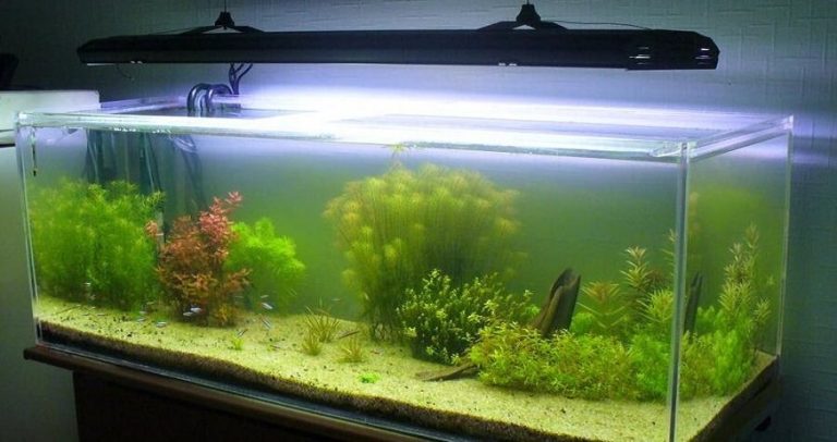 Care and maintenance of the aquarium at home