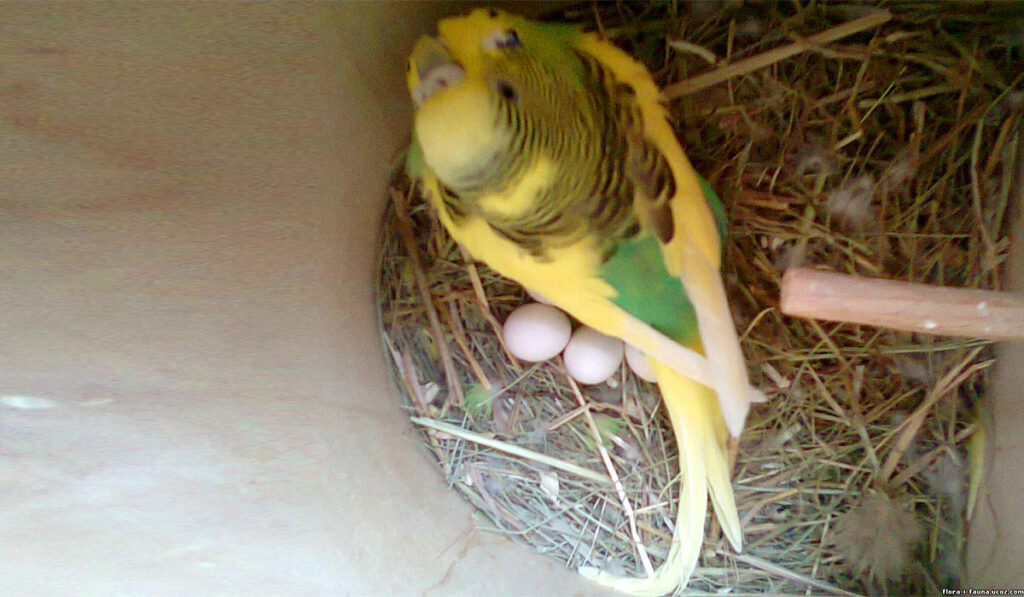 Самка волнистого попугая на кладке фото