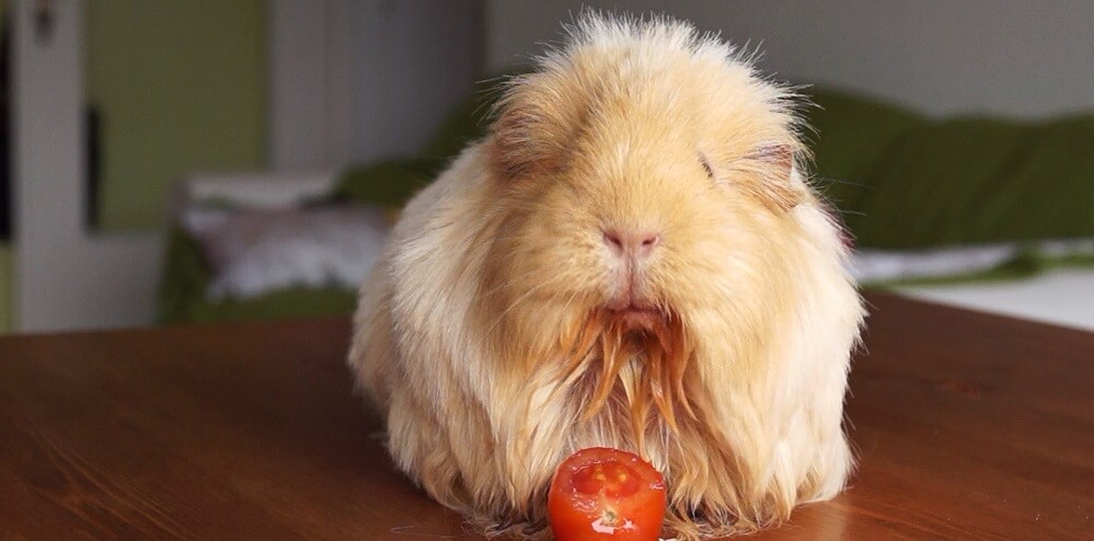 Feeding Pet Rodents: a Quick Guide