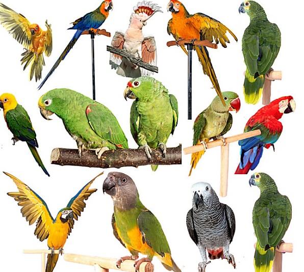 какие виды попугаев бывают