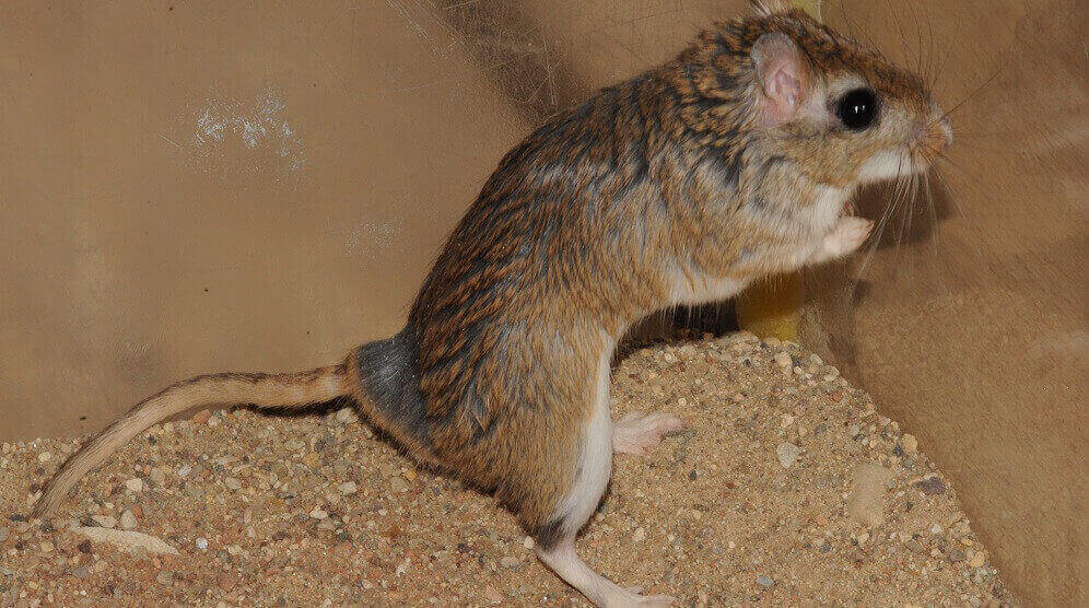 The Most Common Pet Rodent Diseases