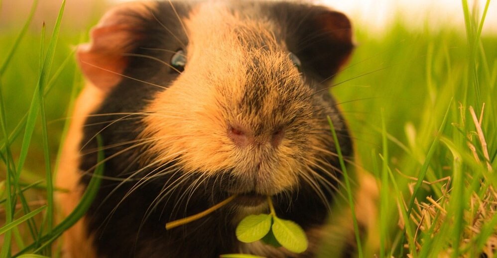Interesting Facts about Hamsters and Other Rodents