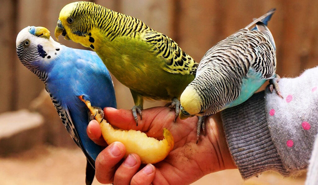 Волнистые попугаи едят фрукты фото