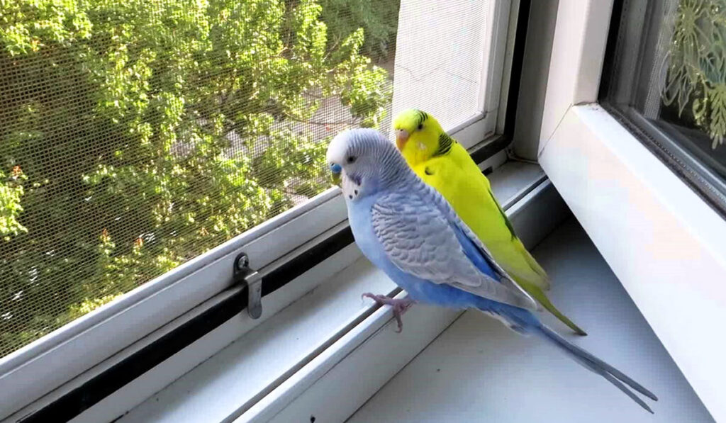 Волнистые попугаи на окне фото