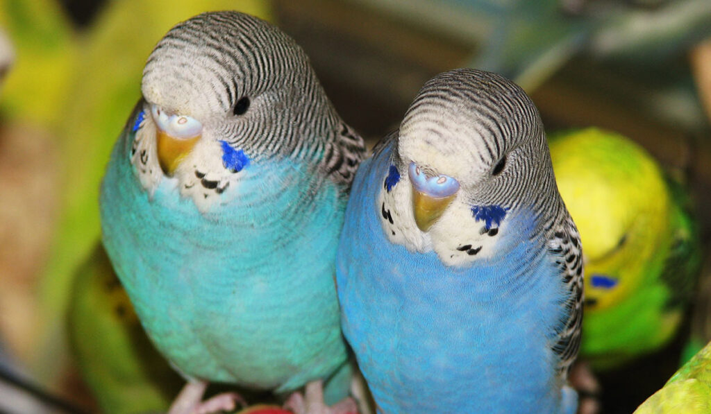 Волнистый попугай мальчик и девочка фото