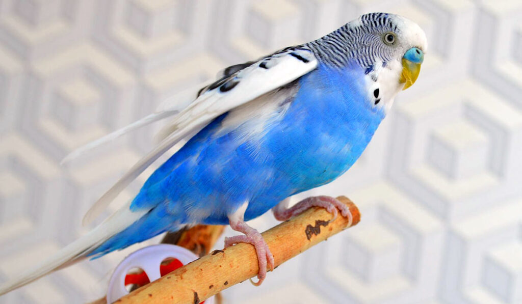 Здоровый попугай фото