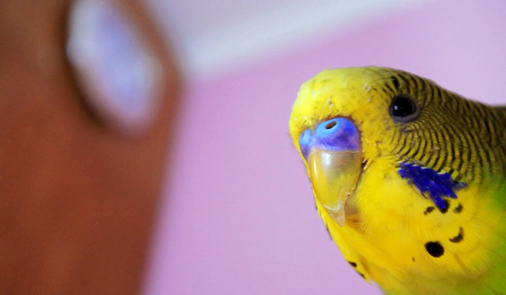 Любопытный попугай фото