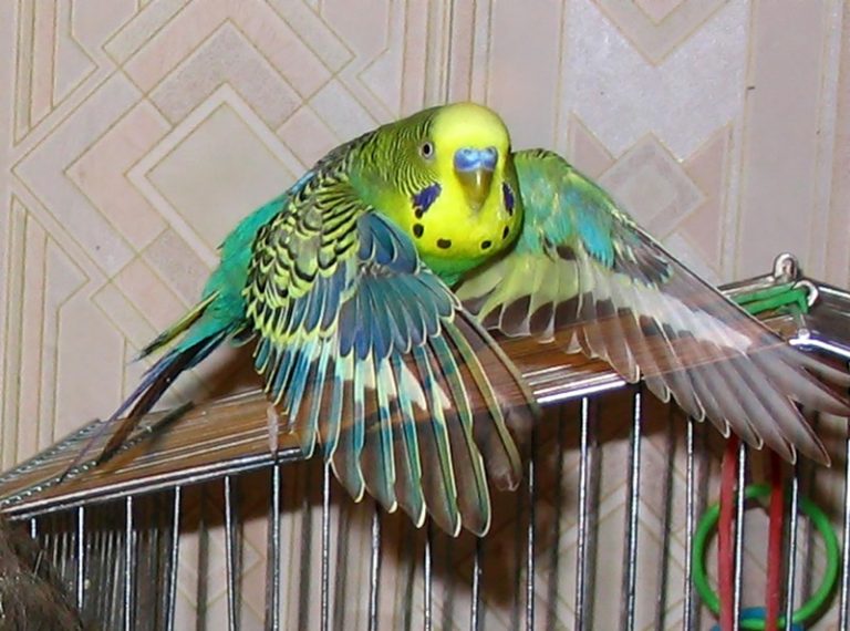 Getting a Parrot Out of The Cage: Tips for Owners