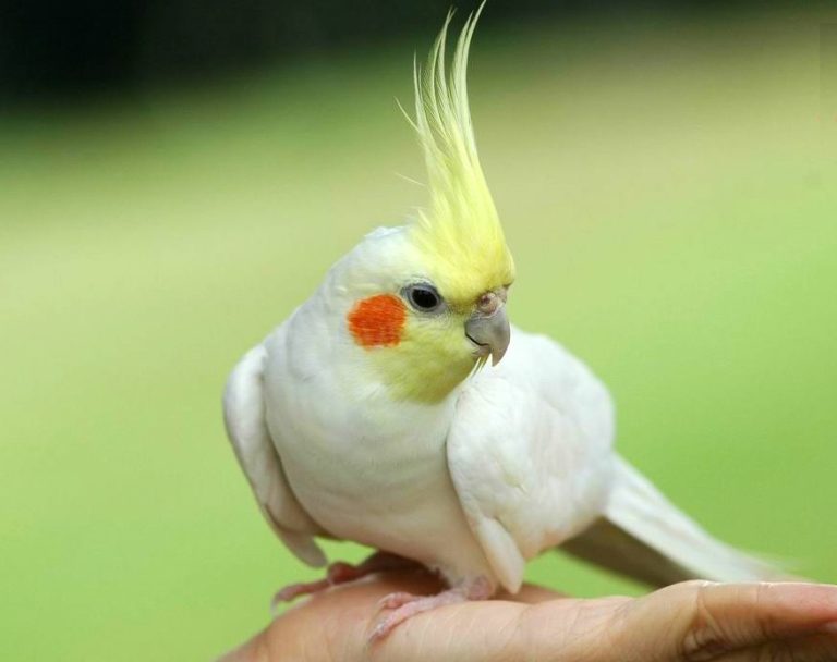 Keeping a Corella: Care, Feeding and Maintenance