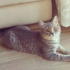 Анатолийская порода кошек - описание породы