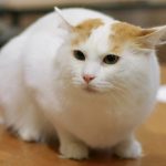 Анатолийская порода кошек - уход