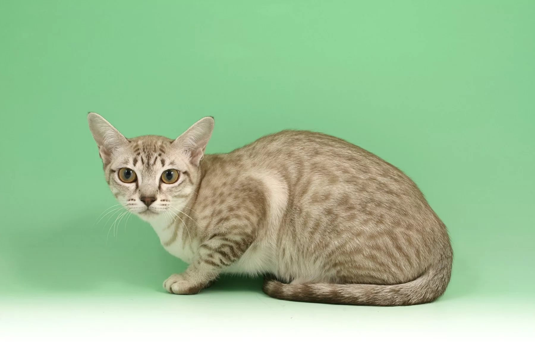 Кошки табби порода фото и описание цена. Азиатская табби кошка. Азиатская табби кошка полосатая. Абиссинский табби. Табби макрель.