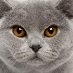 Британская короткошёрстная кошка - голубой окрас