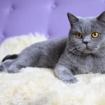 Британская короткошёрстная кошка - отдых