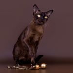 Бурманская кошка - коричневая
