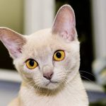 Бурманская кошка - кремовый окрас