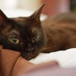 Бурманская кошка - описание породы