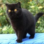 Экзотическая короткошерстная кошка - красивая порода
