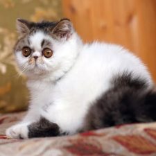 Экзотическая короткошерстная кошка - милая порода