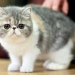 Экзотическая короткошерстная кошка - спокойная порода