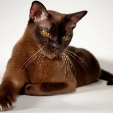 Европейская бурманская кошка - грациозная порода