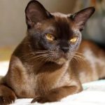 Европейская бурманская кошка - особенности породы