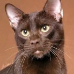 Гавана браун - кошка с выразительной мордой