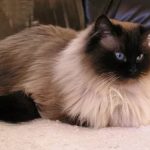Гималайская порода кошек - описание породы