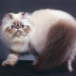 Гималайская порода кошек - пушистая порода