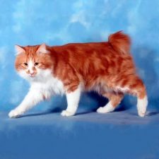 Карельский бобтейл длинношерстный - кошки без хвоста