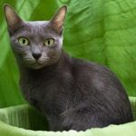 Корат - кошка с выразительными глазами