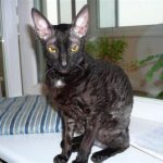 Корнишрекс - грациозные кошки