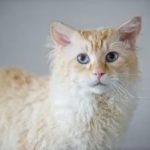 Лаперм - кошка с кучерявой шерстью
