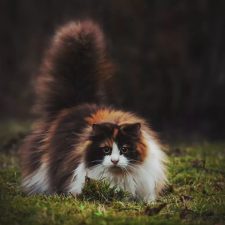 Норвежская лесная кошка - кошка с шикарным хвостом